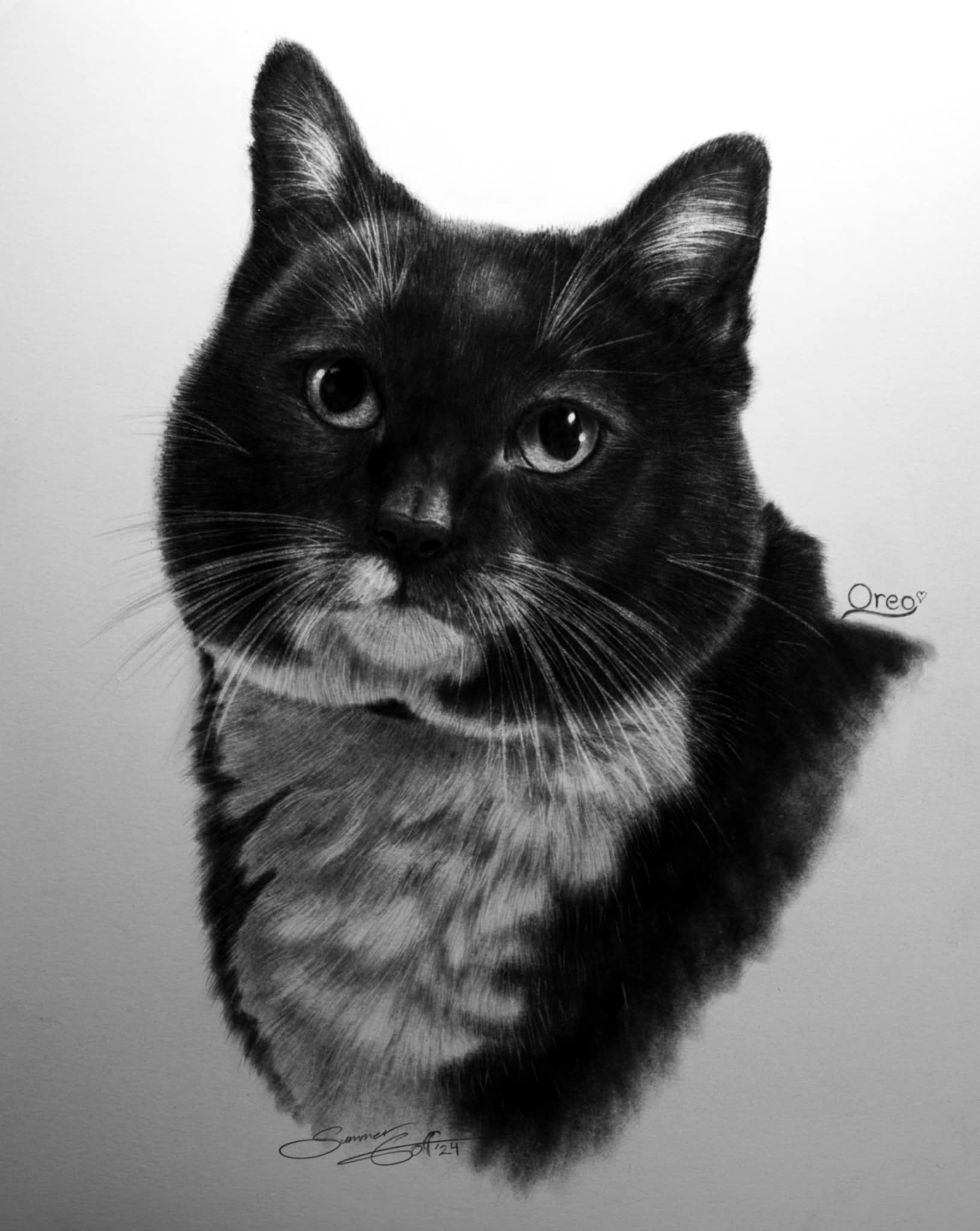 charcoal drawing of a black and white cat