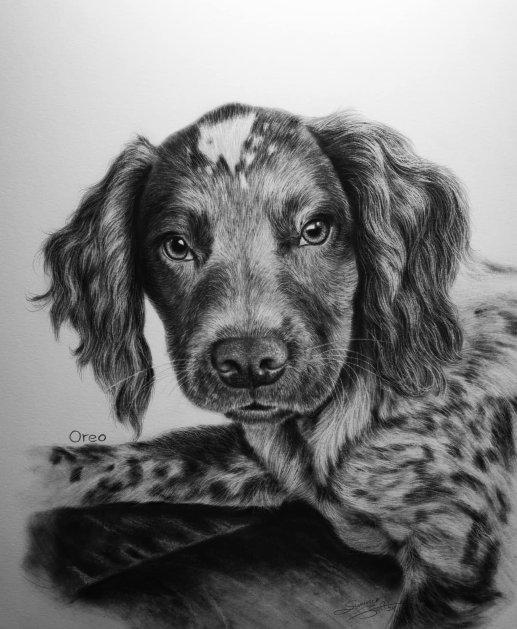 charcoal drawing of spotted dog