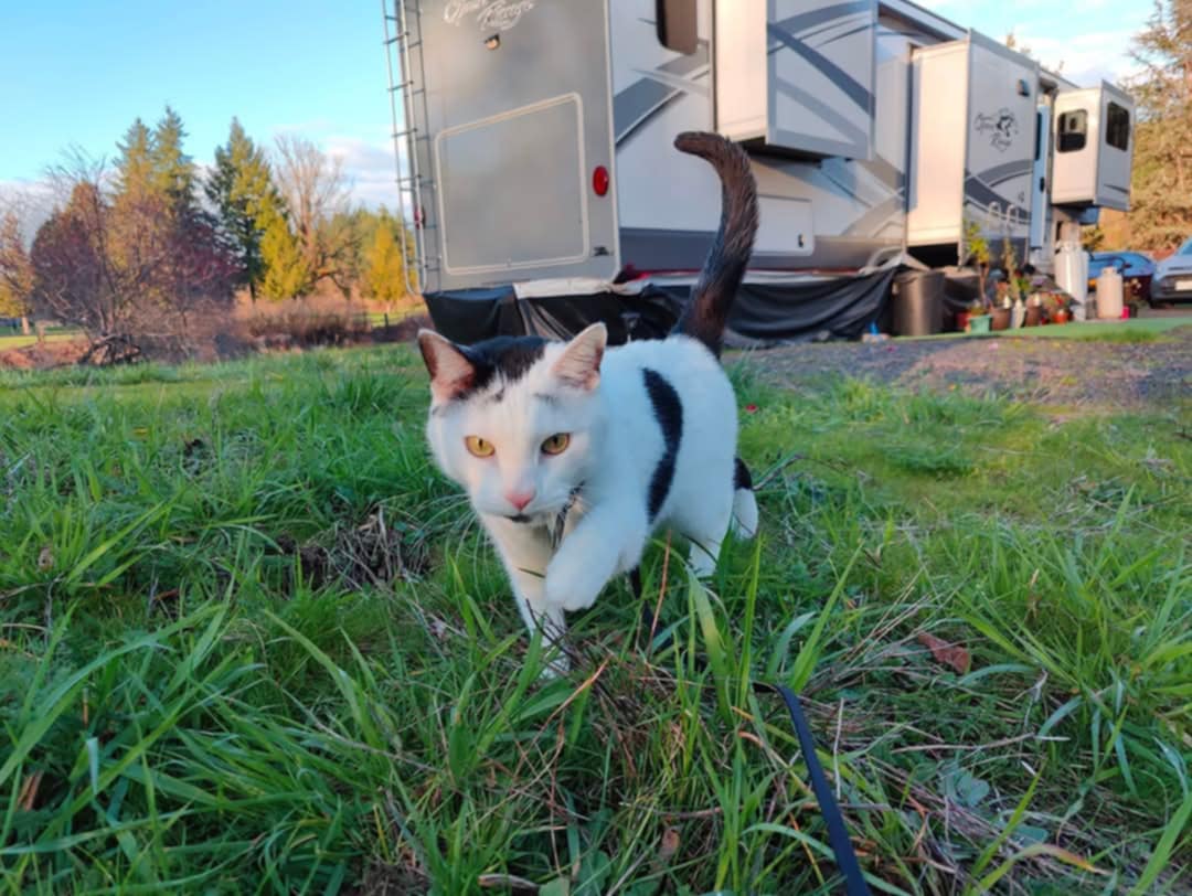 white cat with black spots walking in grass