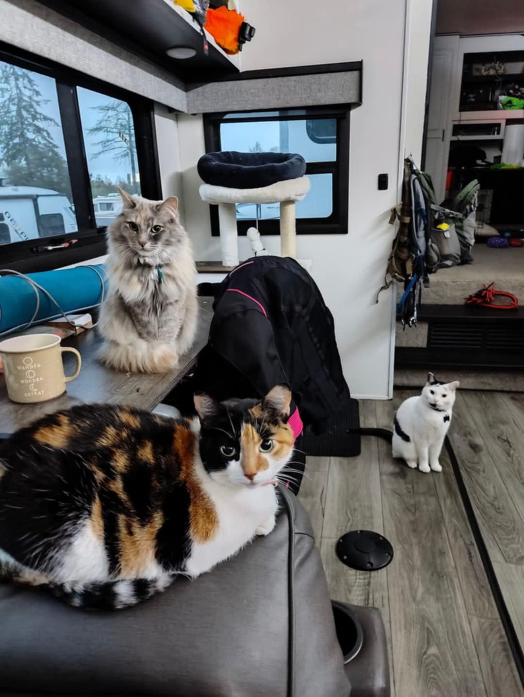 Three cats stare balefully at the camera.