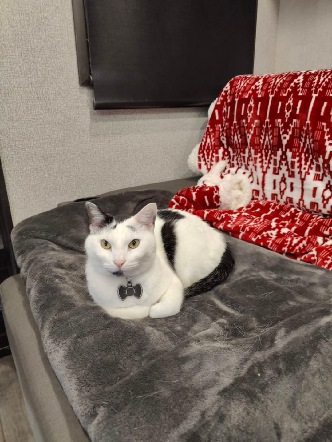 A white cat with black spots sitting loaf-style on a gray couch.