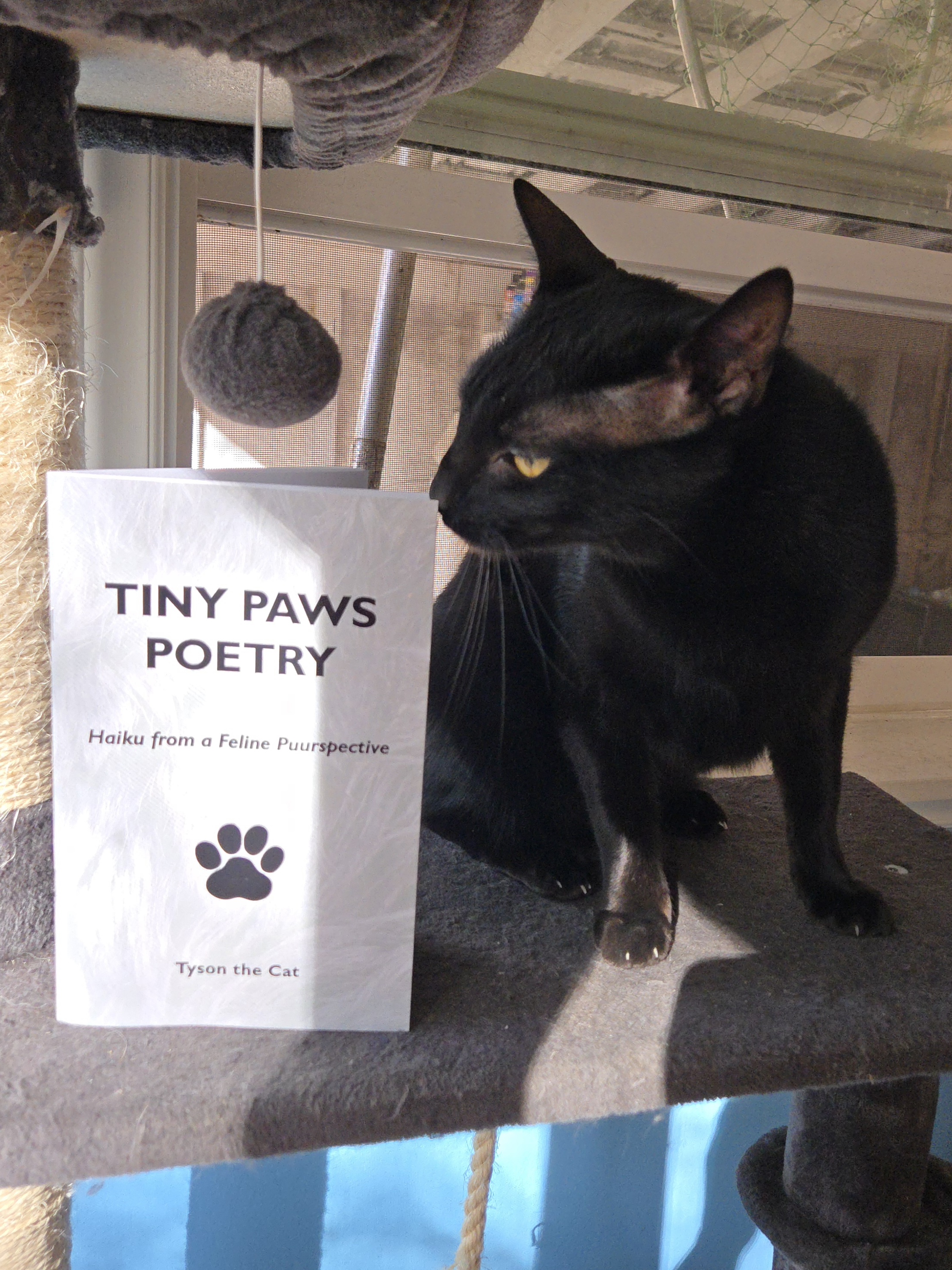 Tyson the Cat sitting next to his newly published poetry chapbook.